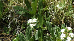 Lithospermum distichum