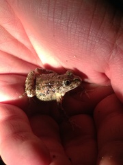 Pelodytes atlanticus