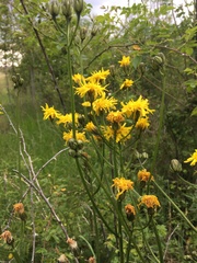 Crepis biennis