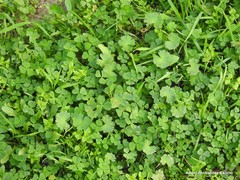 Medicago arabica