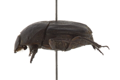 Eurysternus marmoreus