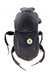 Eurysternus marmoreus