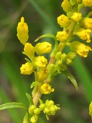 Solidago pinetorum