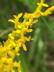 Solidago pinetorum