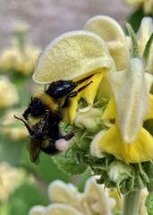 Bombus hortorum