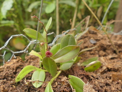 Stelis hirtzii