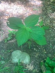 Collinsonia canadensis