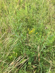 Solidago pinetorum