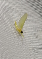 Heptagenia longicauda