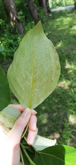Populus × generosa