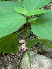 Collinsonia canadensis