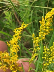 Solidago pinetorum