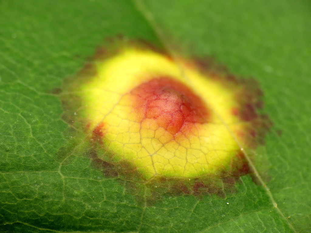 ocellate gall midge