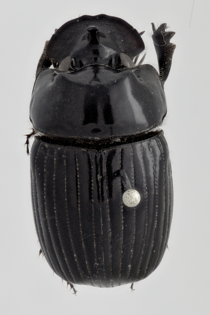 Ontherus lunicollis