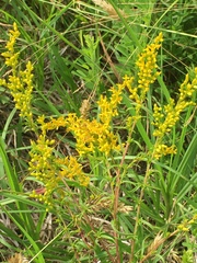 Solidago pinetorum