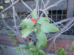 Amphilophium buccinatorium