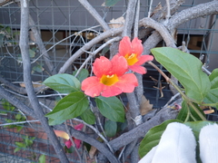 Amphilophium buccinatorium