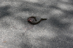 Thamnophis sirtalis semifasciatus