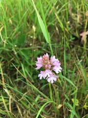 Anacamptis pyramidalis