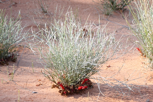 Image of Leptosema chambersii by no rights reserved