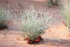 Leptosema chambersii
