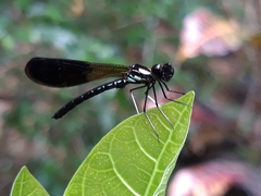 Heliocypha fenestrata