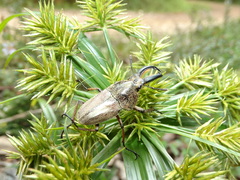 Casignetus humboldti