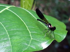 Heliocypha fenestrata