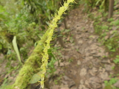 Pleurothallis antennifera
