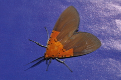 Asota borbonica