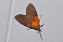Asota borbonica