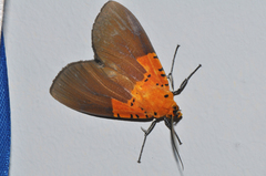 Asota borbonica