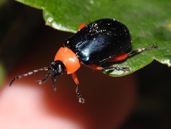 Asphaera abdominalis