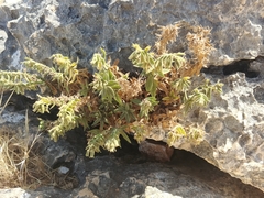 Podonosma orientalis