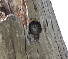 Glaucidium siju
