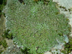 Physconia perisidiosa