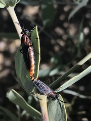 Phyllomydas scitulus