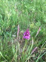 Anacamptis pyramidalis