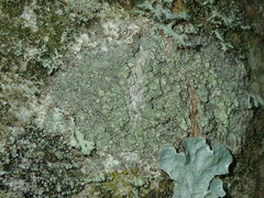 Buellia griseovirens