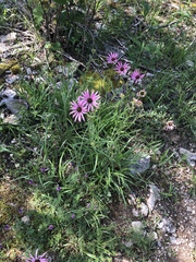 Echinacea tennesseensis