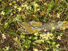 Diplotaxis catholica