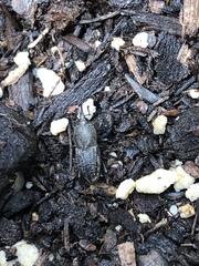 Sphenophorus parvulus