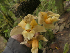 Stanhopea gibbosa