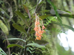 Epidendrum spathatum