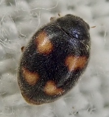 Nephus quadrimaculatus