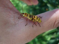 Chauliognathus octomaculatus
