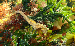 Hippocampus breviceps