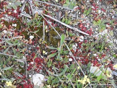 Plantago lagopus ptolemaidis