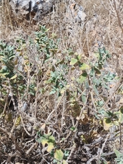 Salvia dominica