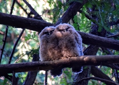 Strix occidentalis caurina